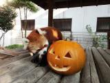 動物たちに特製”お化けカボチャ”をプレゼント！10/31『ハロウィンパーティー』