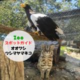 1月2日はオオワシとツシマヤマネコ