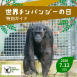 「世界チンパンジーの日」特別ガイドを開催します