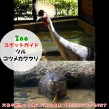 1月11日はツルとコツメカワウソ