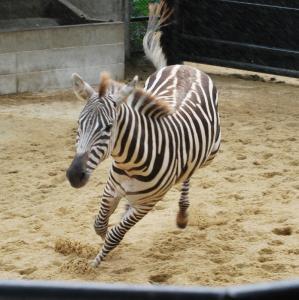 グラントシマウマのカミリ