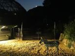 8月31日「夜の動植物園」を開催します!