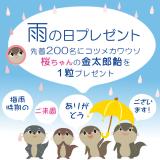 雨の日限定♪『桜ちゃんのサクラ飴』をプレゼント