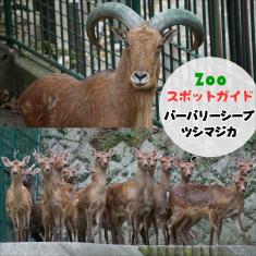 飼育員によるZOOスポットガイド。 当園に暮らす動物たちのお話を中心に、生態やエサについて担当飼育員が楽しくご紹介します。