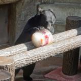 8月6日(土)「夜の動植物園」スポットガイド