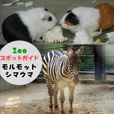 飼育員によるZOOスポットガイド。 当園に暮らす動物たちのお話を中心に、生態やエサについて担当飼育員が楽しくご紹介します。