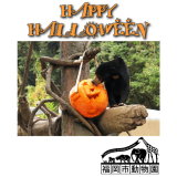 ハロウィンパーティー！特製“お化けカボチャ”を動物たちに