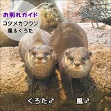 コツメカワウソ「風」「くろた」お別れガイドを開催します