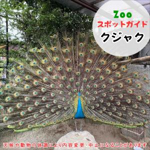 アジアゾウとフンボルトペンギン