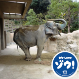 アジアゾウ「はな子」へのプレゼント