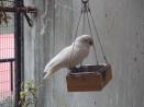シロビタイムジオウム