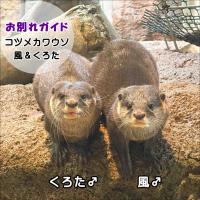 コツメカワウソの転出について