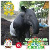 5/31は国内最高齢のマレーバク「ジュリ」31歳のお誕生日会♪