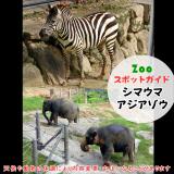 11月24日はシマウマとアジアゾウ