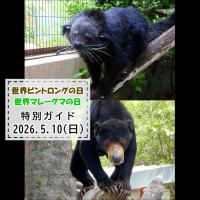 「世界ビントロングの日」「世界マレーグマの日」特別ガイドを開催します