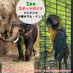 アジアゾウとフンボルトペンギン