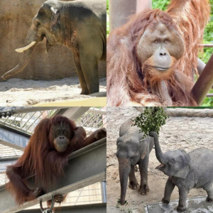 ボルネオオランウータン・アジアゾウ
