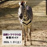 「国際シマウマの日」特別ガイドを開催します