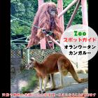 11月3日はオランウータンとカンガルー