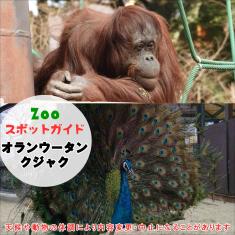 飼育員によるZOOスポットガイド。 当園に暮らす動物たちのお話を中心に、生態やエサについて担当飼育員が楽しくご紹介します。