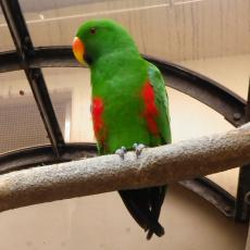 オオハナインコ