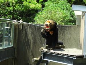 マレーグマがエサをもらっている写真