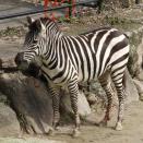 グラントシマウマ