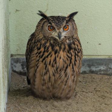 福岡市動物園｜ワシミミズク