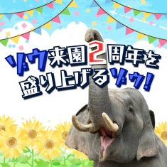 ゾウ来園2周年を盛り上げるゾゥ！サムネイル画像