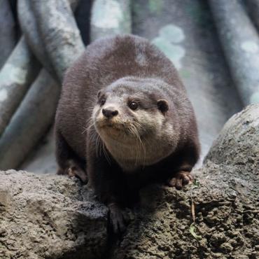 ふく太