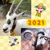 動物情報館Zoolab「2021年は丑年！ウシのなかまのパネル展」