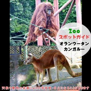 アジアゾウとフンボルトペンギン