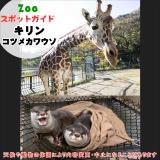 11月3日はキリンとコツメカワウソ