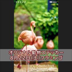フラミンゴのステッカー