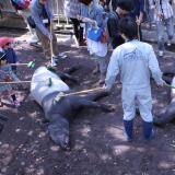動物ガイドが盛りだくさん！『飼育の日』