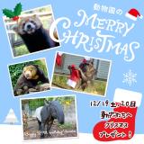 動物園のクリスマス♪