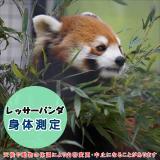 レッサーパンダの身体測定