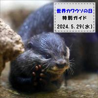 「世界カワウソの日」特別ガイドを開催します