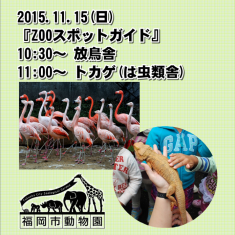 2015年11月1日(日)のスポットガイドは13：30からシロサイ