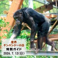 「世界チンパンジーの日」特別ガイドを開催します