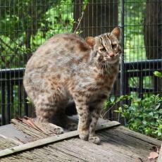 ツシマヤマネコ