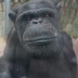 チンパンジー「コナツ」の死亡について