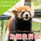 レッサーパンダ「ハルマキ」5歳のお誕生日会を開催♪