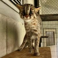 ツシマヤマネコ「妃（ひめ）」を一般公開します