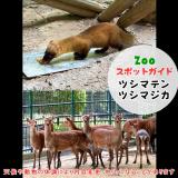 1月12日はツシマテンとツシマジカ