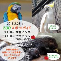 2016年2月28日(日)のスポットガイドは9：30～大型インコ ，14：00～ヤマアラシ