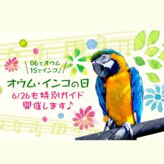 6/15のオウム・インコ デーにちなんで，26日（日）に大型インコ舎にてオウム・インコのスポットガイドを開催します。日時 ： 2016年6月26日（日）10時00分～  場所 ： 北園・大型インコ舎