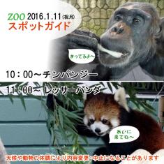 2016年1月11日(祝月)のスポットガイドは10：00～チンパンジー，11：00～レッサーパンダ