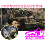 カワウソ舎に桜咲く！コツメカワウソに桜のプレゼント