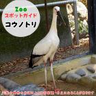 9月22日はコウノトリ